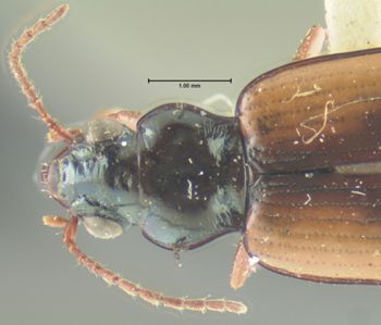 Media type: image;   Entomology 23867 Aspect: pronotum dorsal